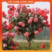 VNUA -  HẠT GIỐNG HỒNG THÂN GỖ NHIỀU MÀU GÓI 20 HẠT
