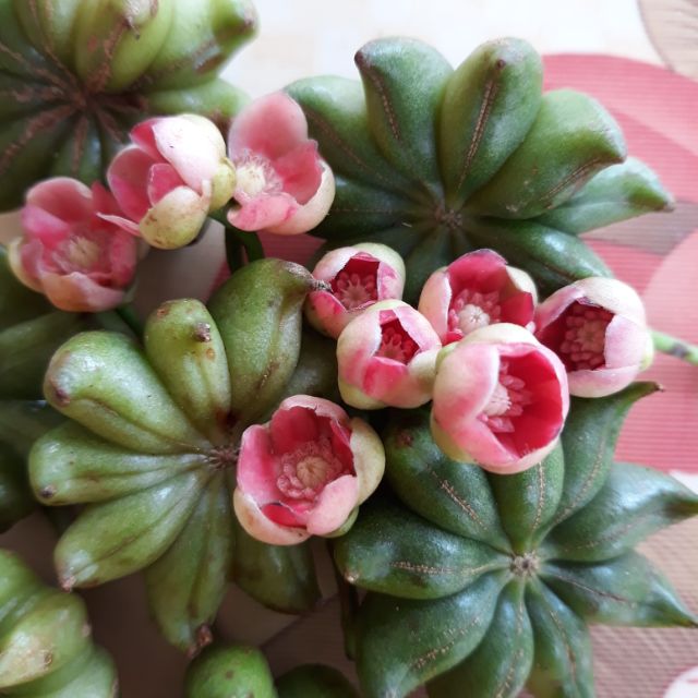 Shopngocquynh_chuyên sỉ lẻ
