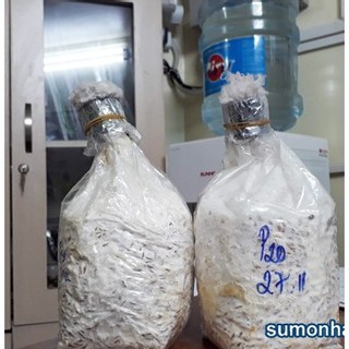 Meo nấm sò - Meo nấm bào ngư