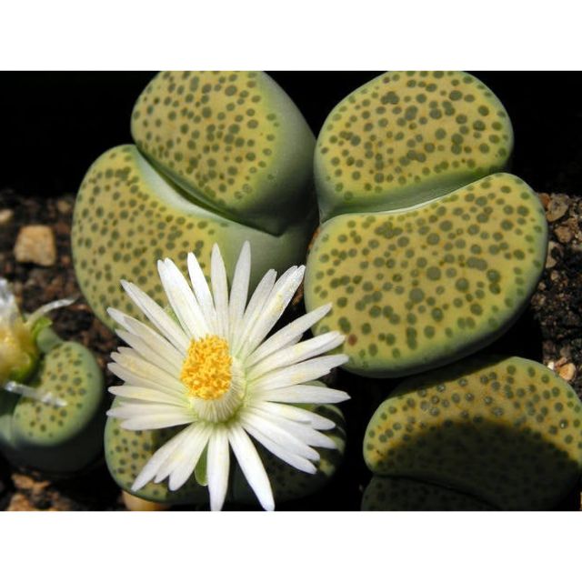 Lithops fulviceps ‘Aurea’
Size ~1cm