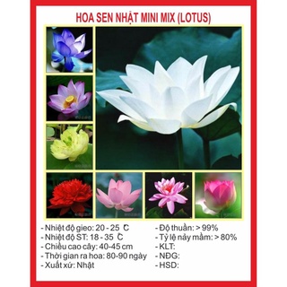 Hạt Giống Sen Mini Nhật 8 Hạt hạt giống bốn mùa