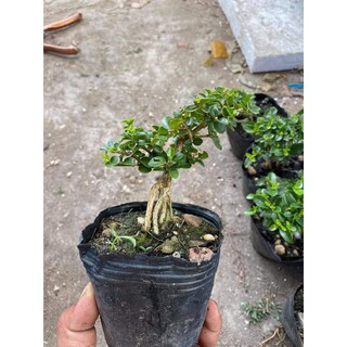 Bonsai sam hương mini set hồ bán cạn hoặc trồng chậu
