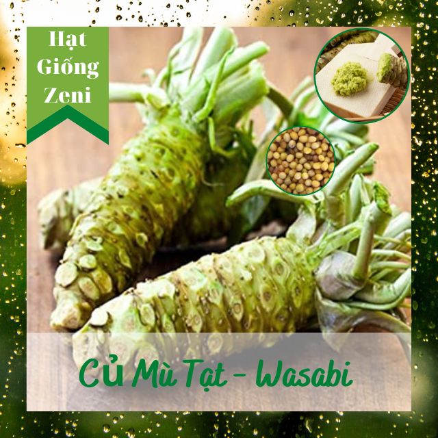 Hạt Giống Củ Mù Tạt Wasabi, Shop Hạt Giống Zeni ZN00046