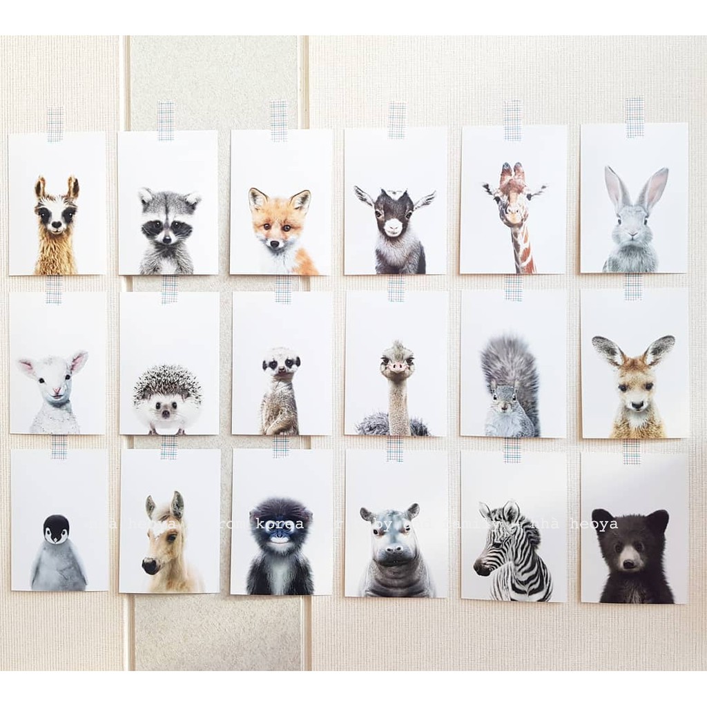 BỘ HÌNH ĐỘNG VẬT HÀN QUỐC 27 TẤM CHO BÉ