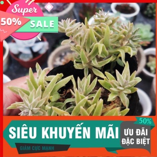 Sen cỏ trắng