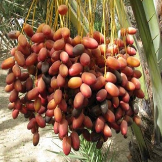 Cây giống chà là trung đông nuôi cấy mô ăn quả .