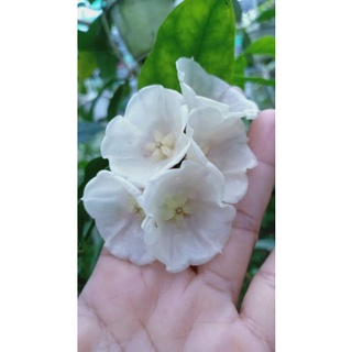 Cây giống lan cẩm cù chén trắng