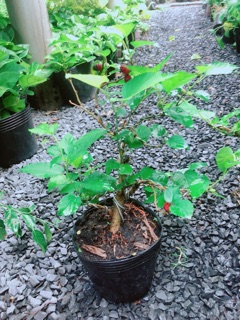 Cây Dâu Bonsai