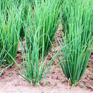 1gram HẠT GIỐNG HÀNH LÁ CAO SẢN