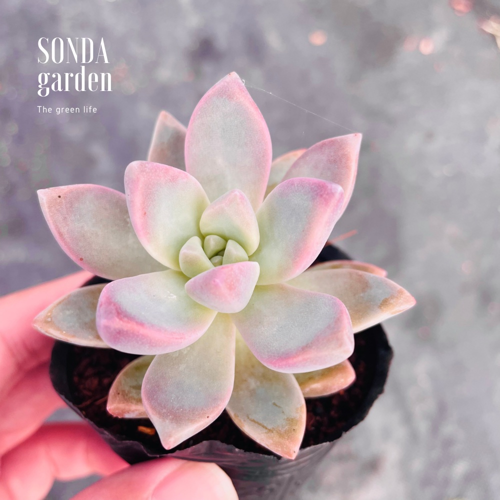 Sen đá pink gem SONDA GARDEN size bé 5-8cm, xuất xứ Đà Lạt, khoẻ đẹp, lỗi 1 đổi 1