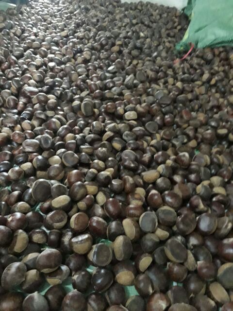 2KG hạt dẻ sống/dẻ tươi ngon cơm vàng bở hạt to