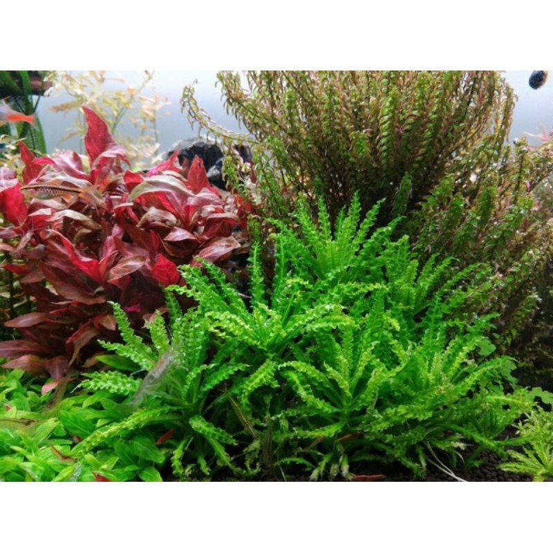 "Vận chuyển nhanh" Cây Sao Nhỏ thủy sinh (mua 10 tặng 1) - cây thủy sinh tiền cảnh - Sao Nhỏ Thủy Sinh