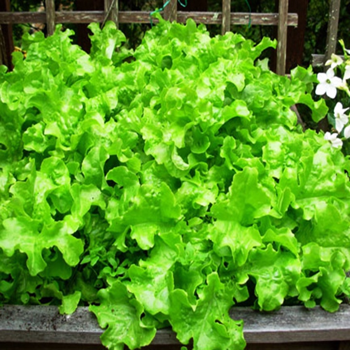 Hạt Giống Xà Lách Xoan Xanh [5g]