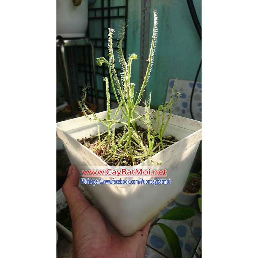 Hạt Giống Cây Drosera Indica Green, Cây Bẫy keo, cây ăn thịt, cây gọng vó