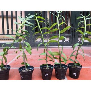 Sản phẩm PHI ĐIỆP GIẢ HẠC 5 CÁNH TRẮNG HỌNG HỒNG GIEO HẠT + Tặng (0,3kg) phân hữu cơ cao cấp