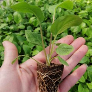 Cây đồng tiền cao