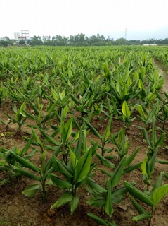 Combo tinh bột nghệ 