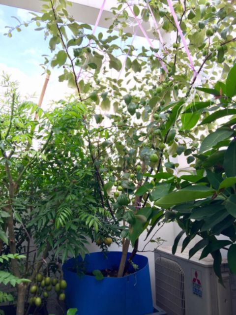 Cây táo thái lan mới về, cao 100cm, bầu to, cây đang nhiều bông.