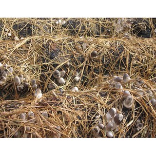 Combo 10 bịch meo nấm rơm Vinh Hoa