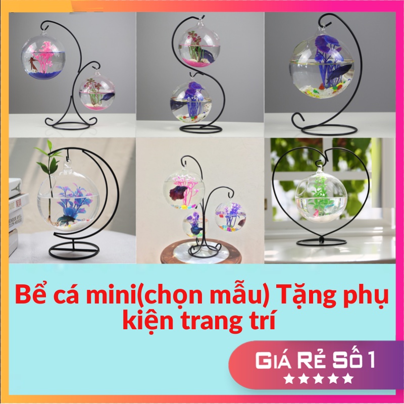 Bể cá mini CHỌN MẪU để bàn làm việc, bể cá treo trang trí