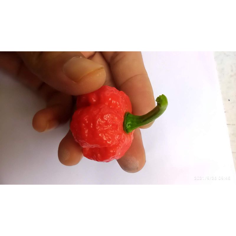 Hạt ớt DRAGON BREATH