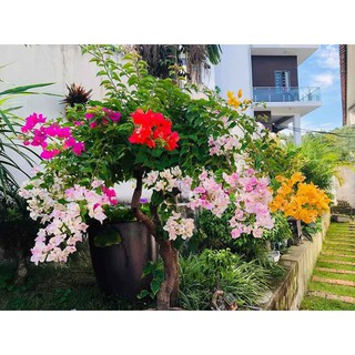 COMBO 5 CÂY HOA GIẤY  ĐẶC BIỆT( CÂY GIỐNG)
