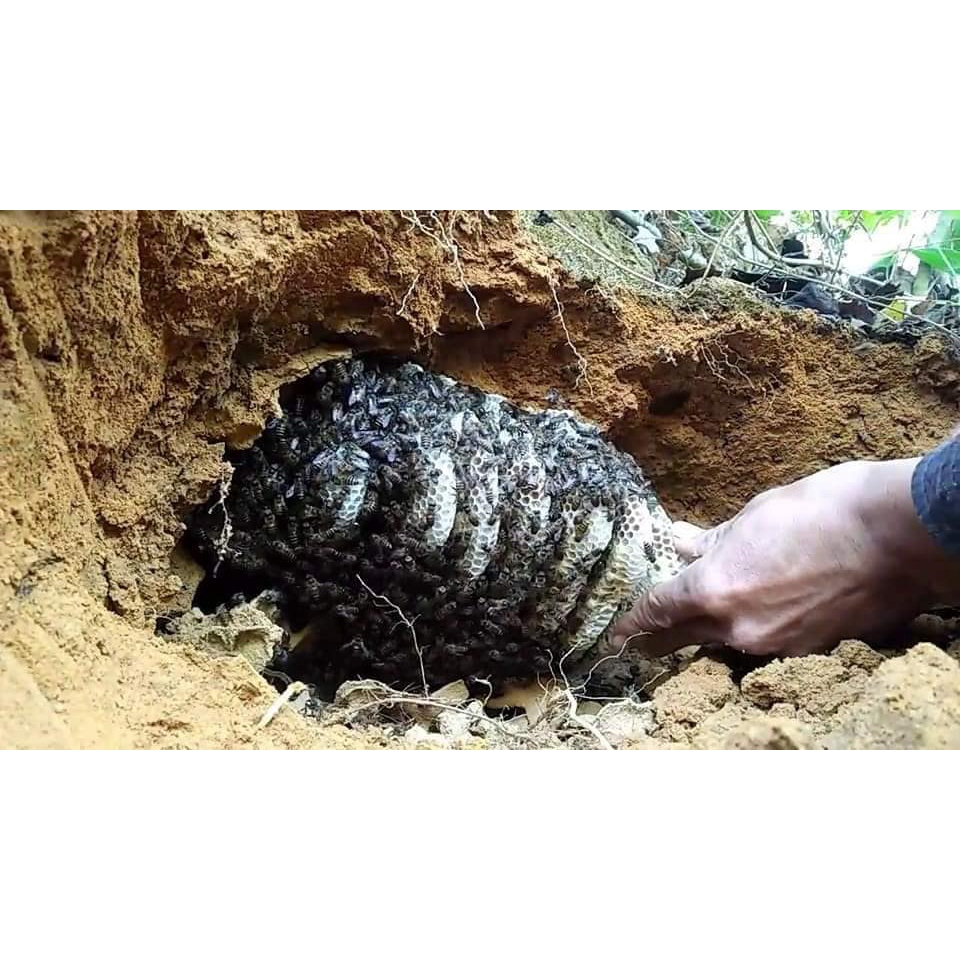 Mật ong lỗ Kon Tum