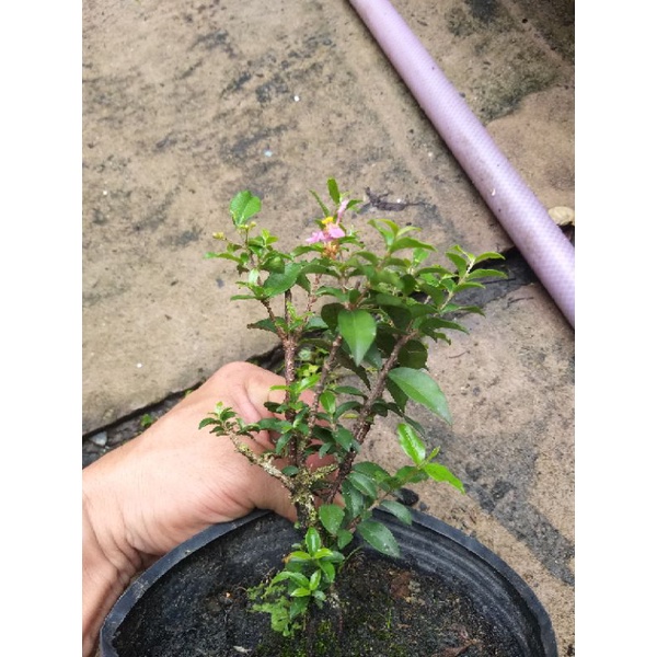 Hồng Ngọc Mai bonsai mini