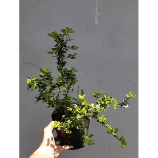 cây sam trái bonsai mini