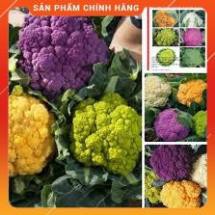 HẠT GIỐNG SUP LƠ NHIỀU MÀU 10H