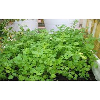 [ Bán chạy ] Hạt giống Rau Mùi-20g (tặng kèm 20 hạt Cải Kale Khủng Long)