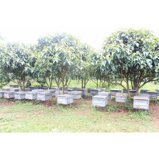 Mật Ong hoa cà phê Marie Bee - 1 lít