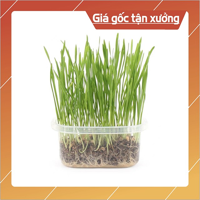 Bộ Trồng Cỏ Đơn Giản Tự Trồng Tại Nhà Cho Mèo Gặm Tránh Búi Lông Tăng Chất Xơ - Bobo Pet Shop Hà Nội