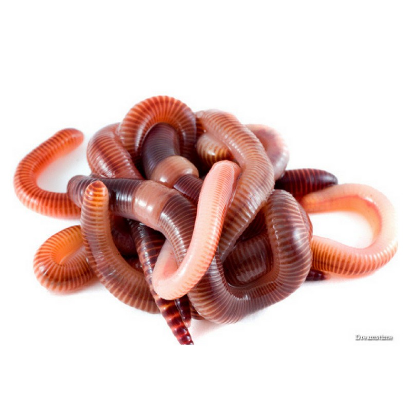 Dịch trùn quế đậm đặc EEL Q cho lươn cá