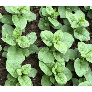 hạt giống cây rau mồng tơi cao sản gói 20gr