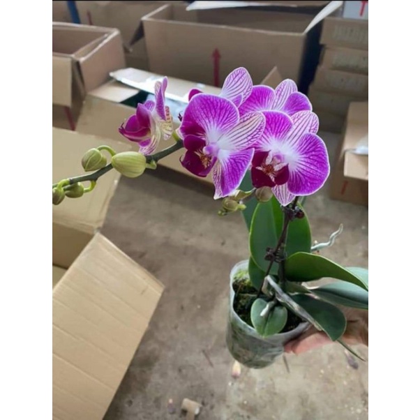 Combo 5 cây lan hồ điệp đại đang ngồng nụ mập ú