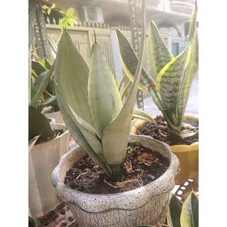Cây lưỡi hổ Thái (viền vàng, mini, bạch kim)