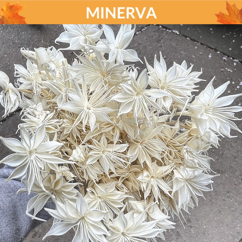 Hoa Nigela - Hoa bát giác khô trang trí, decor nhà cửa, làm nến thơm handmade tại nhà