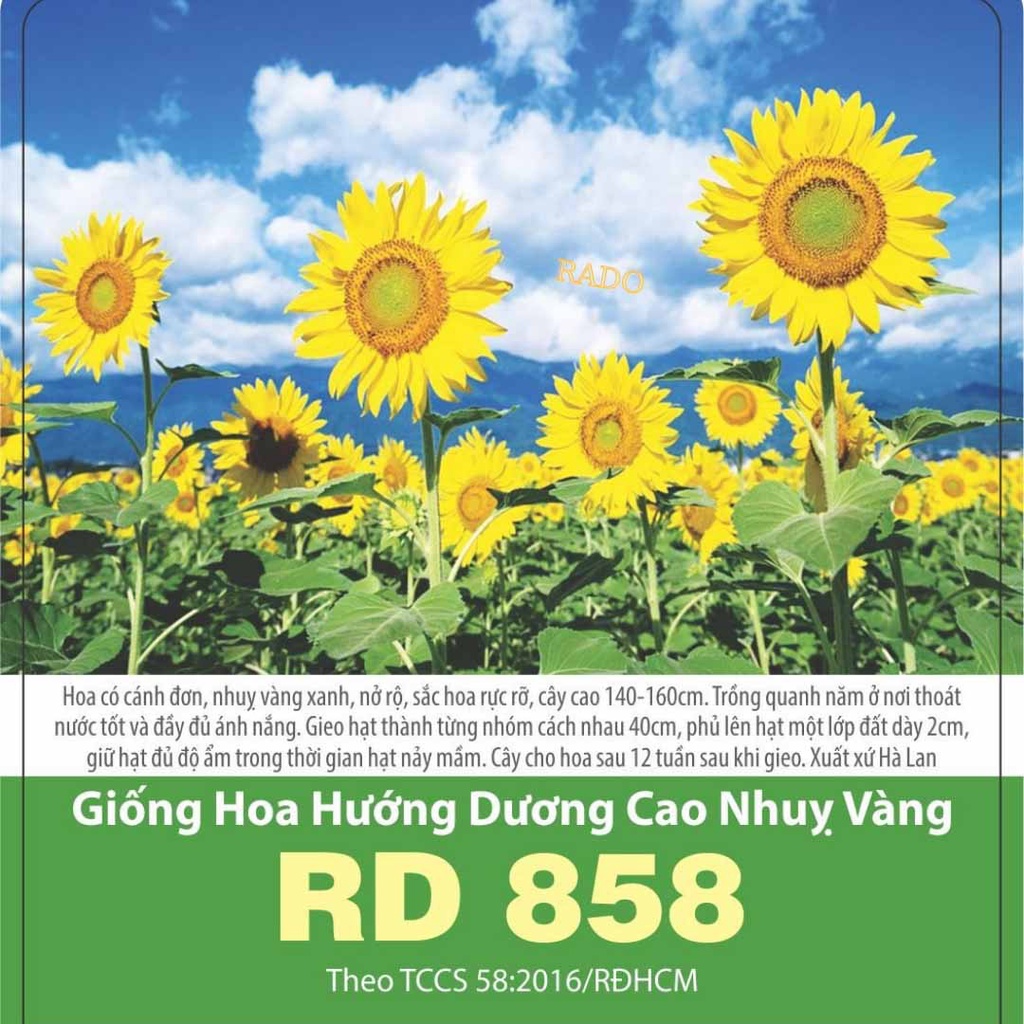 Hạt giống hoa hướng dương cao nhụy vàng
