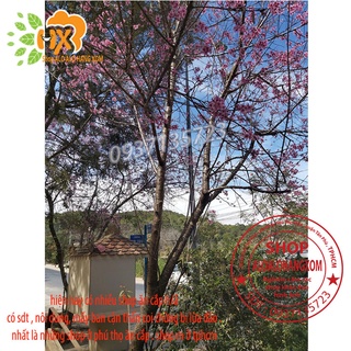 combo 5 cây mai anh đào cây con [ cây giống ]
