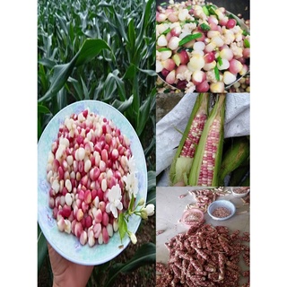 NGŨ CỐC GIẢM CÂN - Hạt bắp/Ngô nếp tím khô. Đặc sản dân tộc