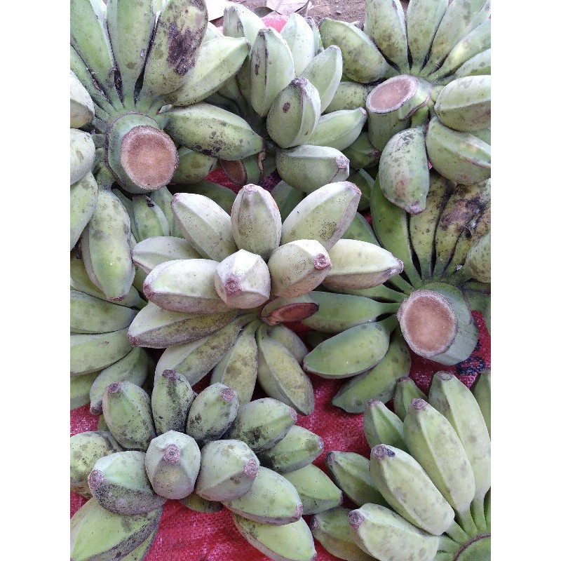 CHUỐI SÁP SỐNG TẠI VƯỜN CẦU KÈ TRÀ VINH | BigBuy360 - bigbuy360.vn