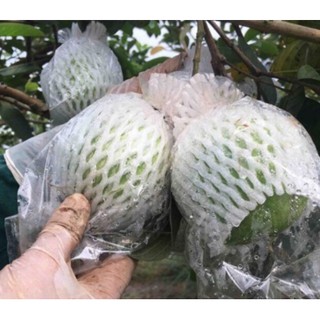 Xốp bọc ổi gồm nịt nilon, xốp và túi bọc