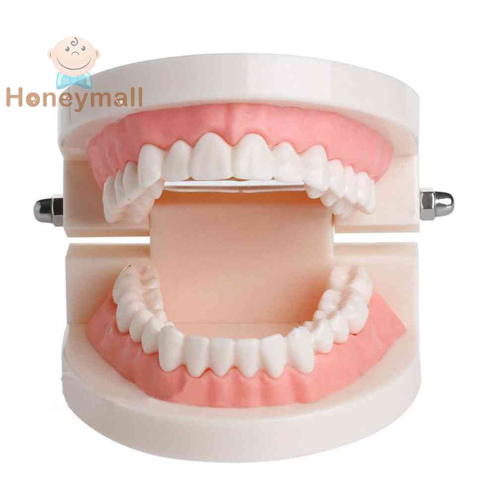 ❀Mô Hình Hàm Răng Khổng Lồ Giảng Dạy Cho Bé