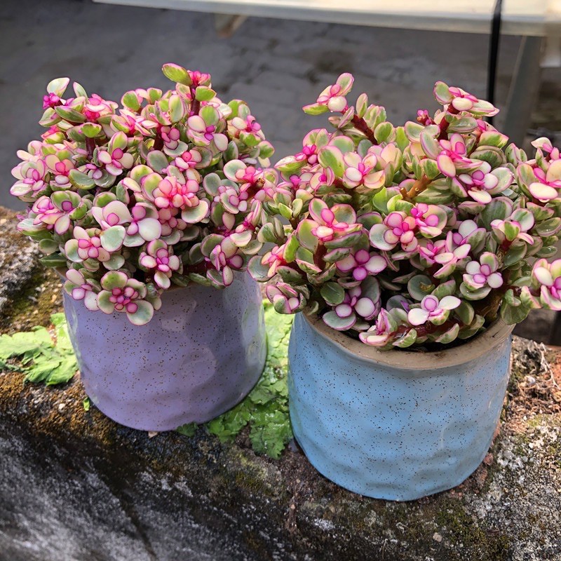 CHẬU CÂY KIỂNG SEN ĐÁ ĐÔLA ANH ĐÀO (ĐÔLA HỒNG) 🍭🍭🍭 SIÊU XINH, DỄ TRỒNG; THÍCH HỢP LÀM QUÀ TẶNG TRONG CÁC DỊP LỄ TẾT