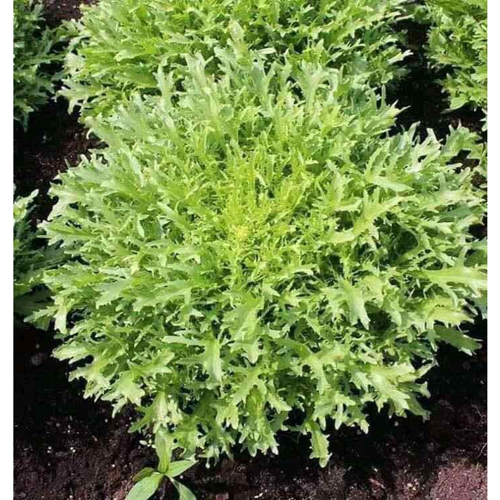 Phân bón lá cao cấp kích rễ Roots 2 nguyên liệu nhập USA 100ml