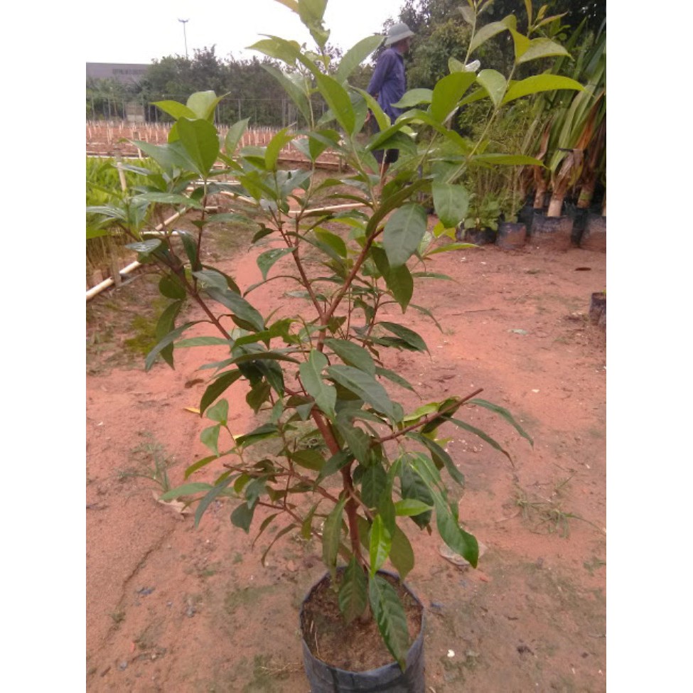 Cây sắn thuyền (FreeShip)