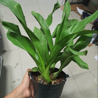 Hoa lan vũ nữ hoàng hậu xanh - sắp hoa
