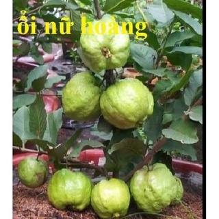 Cây Giống Ổi Lùn nữ Hoàng thái lan (  trồng chậu)
