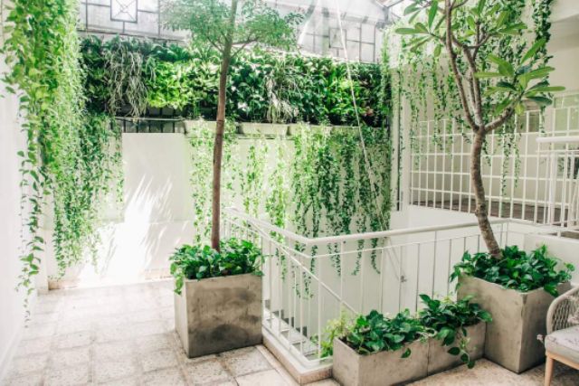 Cây cúc tần ấn độ dây leo chống nắng hướng Tây, decor quán cà phê, spa
